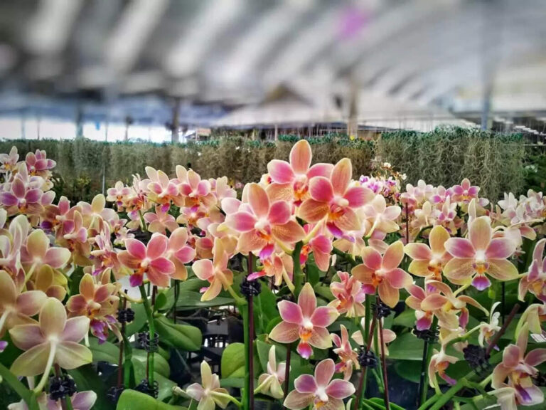 Know About Orchid Farming for Profit A Guide to Growing and Selling Orchids