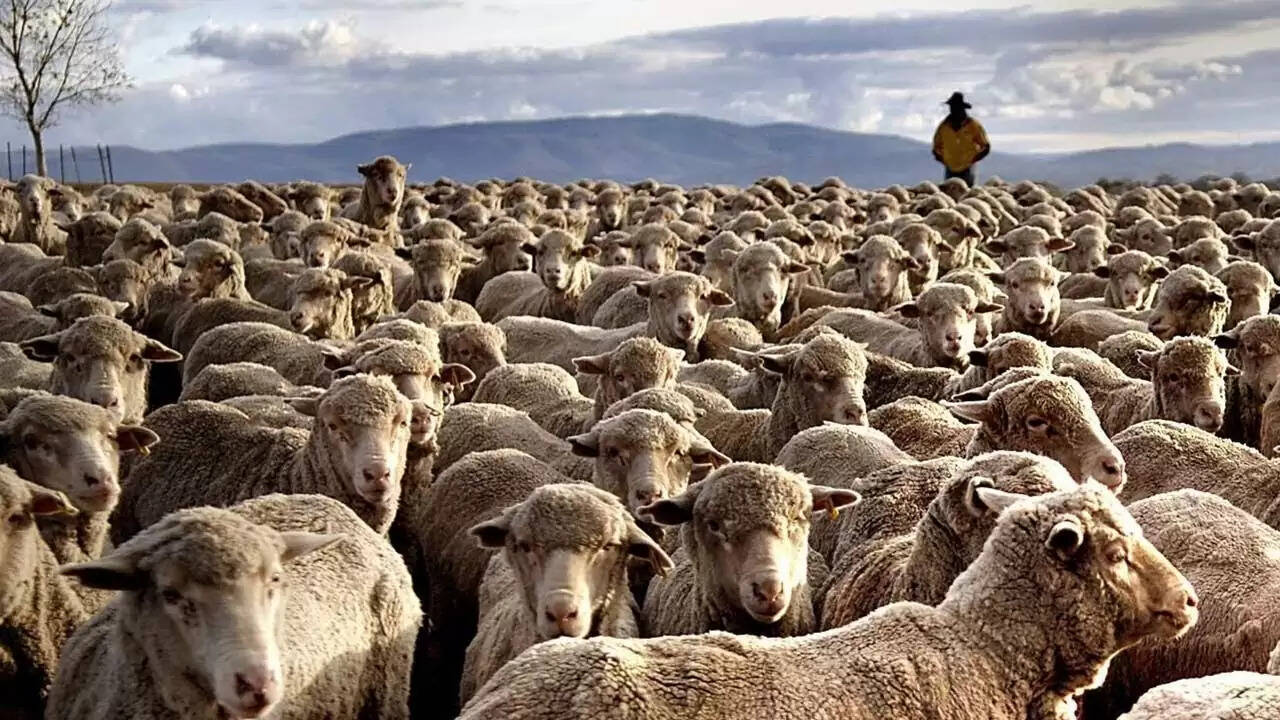 Sheep Farming in India Step-by-Step Guide, Set-up Cost, Profit In 2025