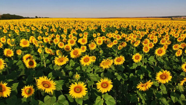 Know About Sunflower Farming in India A Complete Guide for 2025