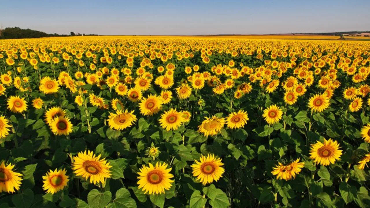 Know About Sunflower Farming in India A Complete Guide for 2025
