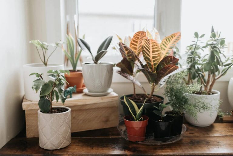 Top 10 Types of Plants for Home Garden In 2025