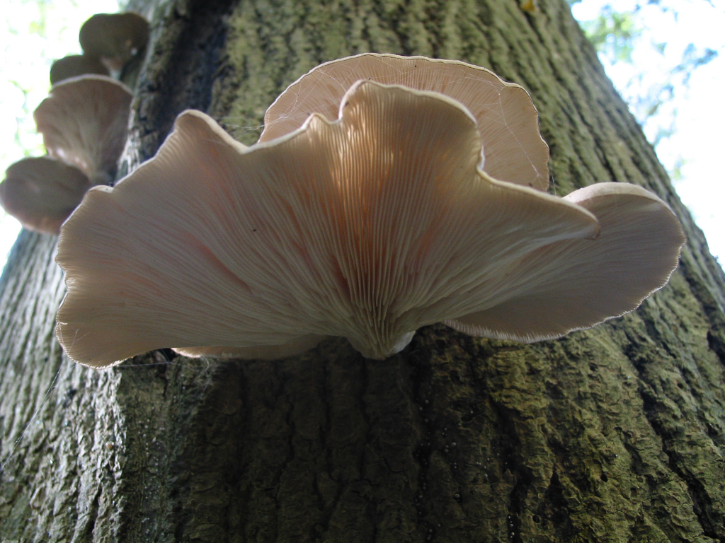 oyster